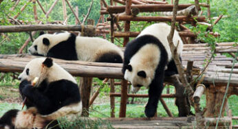 Qatar Airways adds Thrice-Weekly Services to the Home of the Giant Pandas Chengdu