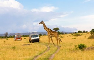 The Nairobi National Park