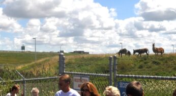 The Chicago Department of Aviation debuted grazing herd as part of Sustainable Vegetation Management initiative at O’Hare International Airport