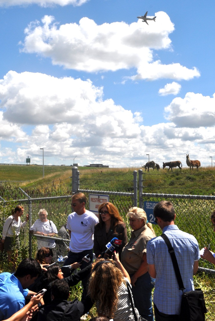 The Chicago Department of Aviation debuted grazing herd as part of Sustainable Vegetation Management initiative at O’Hare International Airport