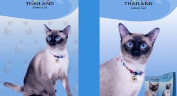 Tourism Authority of Thailand rolled out promotional Amazing Thailand Siamese cat paper bags to promote its “Thainess” concept