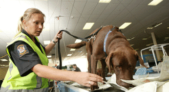 Drug detector dogs at New Zealand airports to be trained to also sniff out large amounts of currency as new way to target proceeds of crime