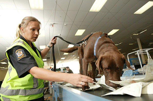 Drug detector dogs at New Zealand airports to be trained to also sniff out large amounts of currency as new way totarget proceeds of crime