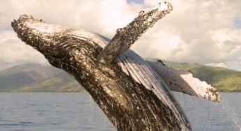 Unique massage treatment while whales sing underwater at Four Seasons Resort Maui, Hawaii