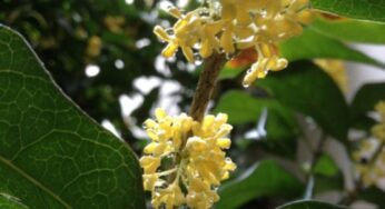 Four Seasons Hotel Hangzhou at West Lake offers unique scented journey during the short blossom period of the sweet osmanthus