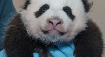 The giant panda cub at Smithsonian’s National Zoo received her first vaccine