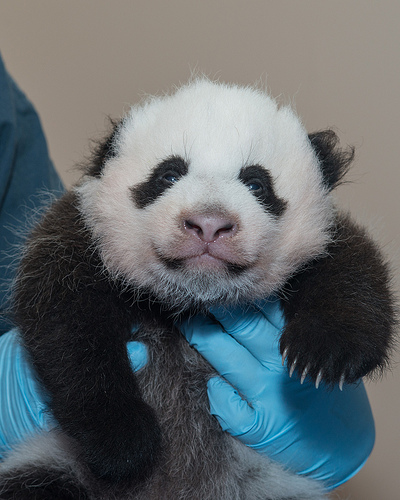 Caption: Panda Cub at the Smithsonian's National Zoo Photo: Abby Wood, Smithsonian's National Zoo.