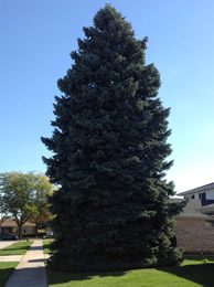 Chicago’s Christmas Tree celebrates its 100th Anniversary