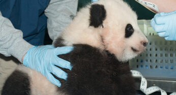 The giant panda cub at the Smithsonian’s National Zoo named Bao Bao after 100 days and 123,039 votes