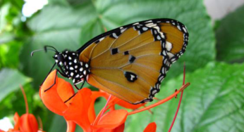 Calgary Zoo’s Garden Gallery comes alive with the arrival of butterflies this spring