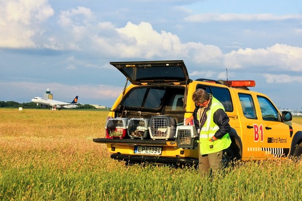 Budapest Airport’s bird and wildlife protection specialists relocated 15 protected bird chicks to the safety of the Hortobágy National  Park
