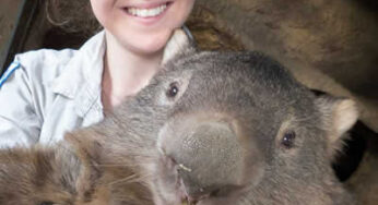 29 year old wombat virgin Patrick received 258k ‘likes’ helping Tourism Australia’s Facebook page reach six million fans