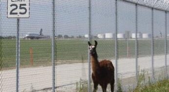 The Chicago Department of Aviation re-introduces its grazing herd at O’Hare International Airport