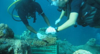 Kurumba Maldives Staff and volunteers help create the largest coral frames in the Maldives