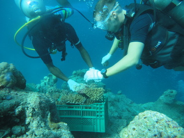 Kurumba Maldives Staff and volunteers help create the largest coral frames in the Maldives 