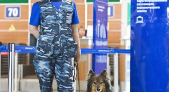 Aeroflot announces scientific breakthrough in its security dogs unit to detect explosive and dangerous substances