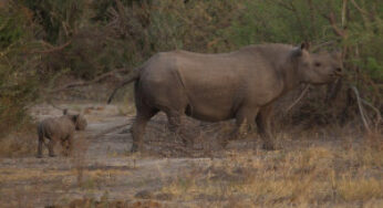 Singita: one of the recently relocated endangered Botswana black rhinos gave birth