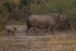 Singita: one of the recently relocated endangered Botswana black rhinos gave birth 
