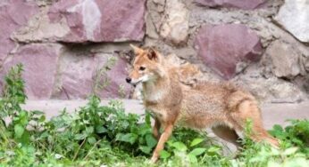 The Moscow Zoo welcomed Aeroflot’s Asian female jackal named Iki