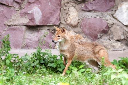 The Moscow Zoo welcomed Aeroflot’s Asian female jackal named Iki 