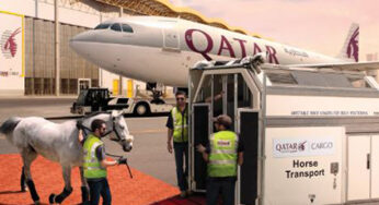 Qatar Airways Cargo transported 118 top class show jumping and dressage horses from Liege, Belgium to Doha, Qatar