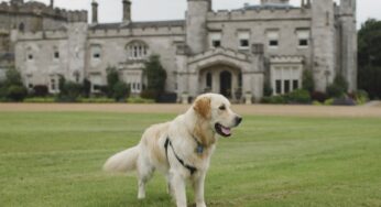 Dundas Castle’s resident dogs welcomed VisitScotland’s Ambassadog George to help with his tourism training