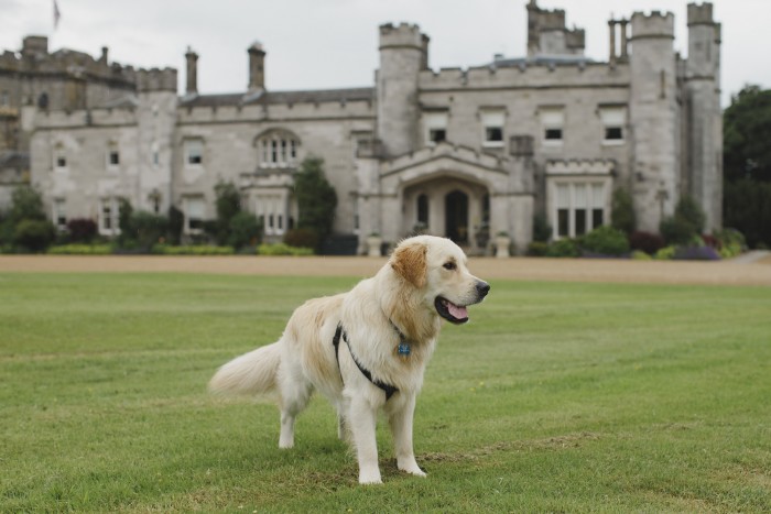 Dundas Castle’s resident dogs welcomed VisitScotland’s Ambassadog George to help with his tourism training 