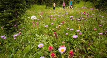 Travel Alberta: Sunshine Village makes it easier to access the colourful wildflower fields with gondola and lift services