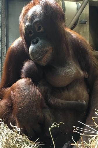 Smithsonian’s National Zoo reopen The Great Ape house