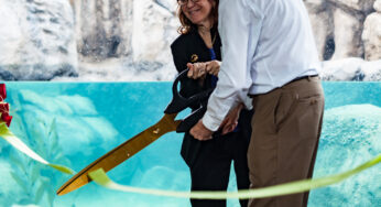 Lincoln Park Zoo opened its new African penguin exhibit