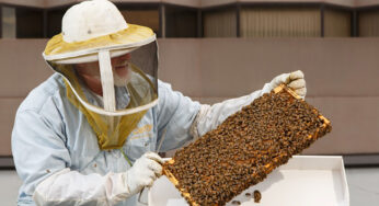 Ritz-Carlton Hotel contributes to global efforts to revive honeybee population by housing them in their properties