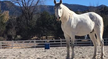 Enjoy Equine Therapy with Four Seasons Resort Rancho Encantado and Equus Partnership