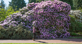 Scottish Rhododendron Festival begins!