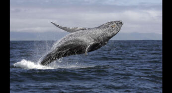 E Ko Tours launches whale watching option in the Queen Charlotte Sound in Marlborough, New Zealand