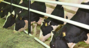 Qatar Airways Cargo transported the Qatar’s first two shipments of 330 Holstein cows from Europe