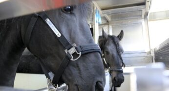 Budapest Airport announces its first live horse shipment to China