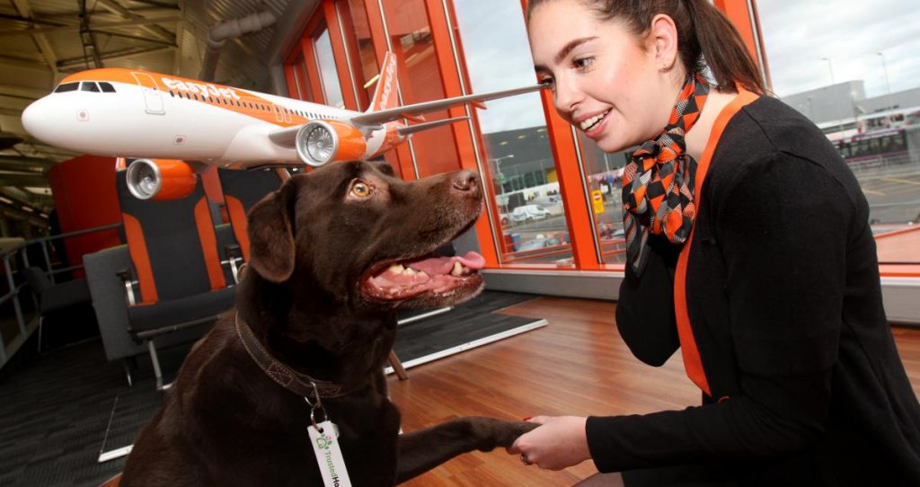 easyjet pet transport