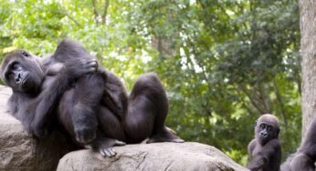 The Beastly Feast: “Under the Canopy,” a celebration of Zoo Atlanta’s Ford African Rain Forest, May 5, 2018