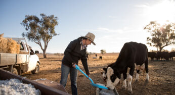 Qantas to donate $3 million to Australia’s drought affected farming communities