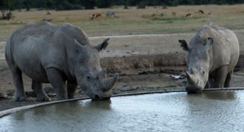 British Airways Awarded £70k in grants to Ol Pejeta project to provide clean water for rhinos  