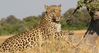 Why You Must Visit Maasai Mara in Kenya For Safari Tours