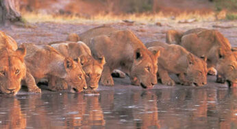 Travel Packages to Kenya and Tours in Nairobi National Parks