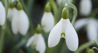 VisitScotland: Scottish Snowdrop Festival will showcase some of Scotland’s most beautiful snowdrop collections from 25 January to 11 March 2019