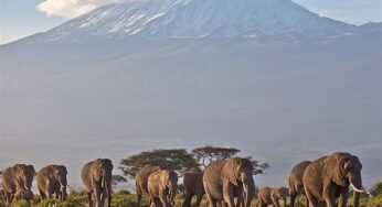 Best Top Travel Packages, Tours and Safaris in Nairobi, Kenya – Visit the Nairobi National Park