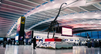 Heathrow Airport welcomes 13 metre skeleton of a 155 million year old dinosaur at Terminal 5