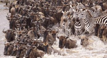 Currently accepting safari booking for wildebeest migration in Tanzania