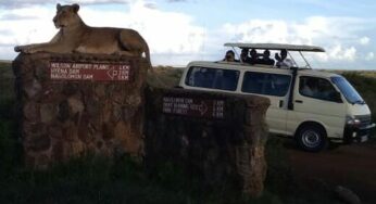 Bookings of Kenya Safaris and Tour Packages in the Peak Season Experiences Increase as Tourists Arrive