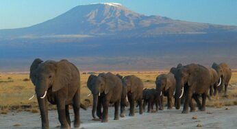 Kenya offers best and most popular areas in Africa for safaris according to tour operator, Cruzeiro Safaris