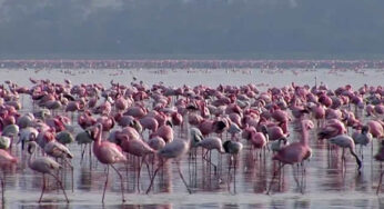 Cruzeiro Safaris Kenya offers Best Travel Packages, Trips and Safaris in Nairobi including a tour to Lake Nakuru National Park