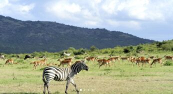 Masai Mara Wildlife Travel Packages by Cruzeiro Safaris Kenya 